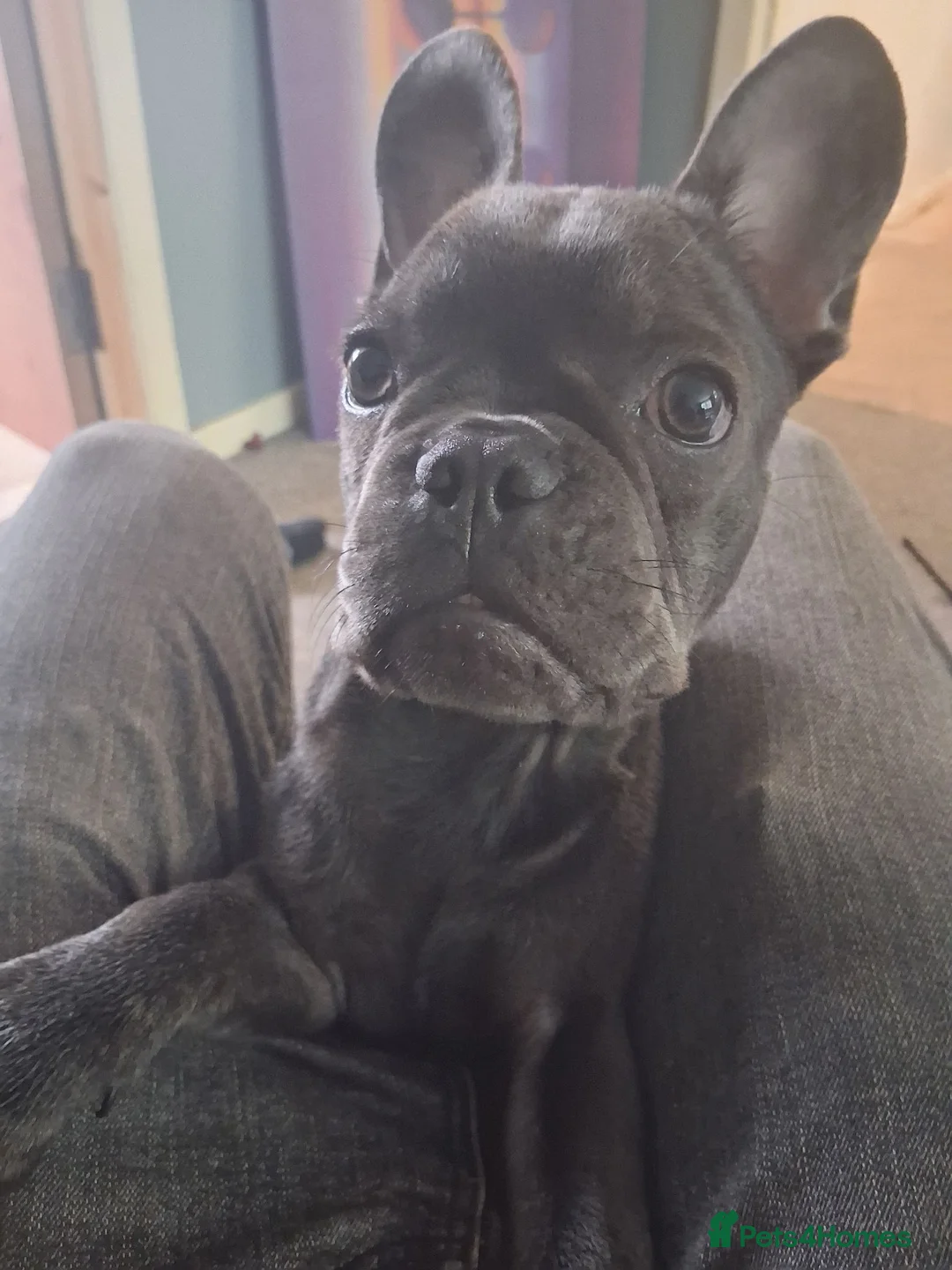 French Bulldog dogs for sale: Nacho in Dundee - Advert 1