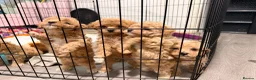 Maltipoo dogs for sale: Tiny Asian maltipoo - Advert 5