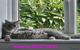 Maine Coon cats for sale: Rare Pure Breed Mainecoons - Image 15