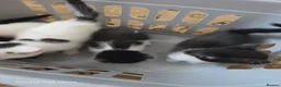 Mixed Breed cats for sale: 5 beautiful kittens ready for new families  - Advert 3