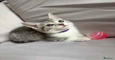 Mixed Breed cats - Advert 8