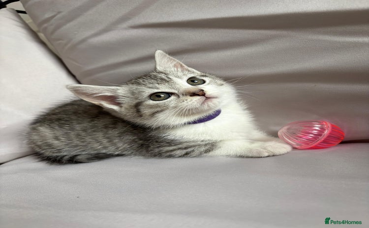 Mixed Breed cats - Advert 1