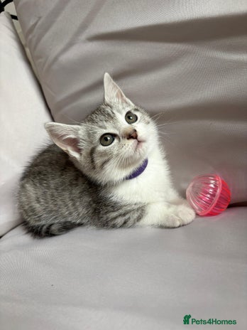 Mixed Breed cats - Advert 3