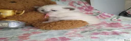 Ragdoll cats for sale: 💖 Two Gorgeous Ragdoll girls for sale 💖 - Advert 16