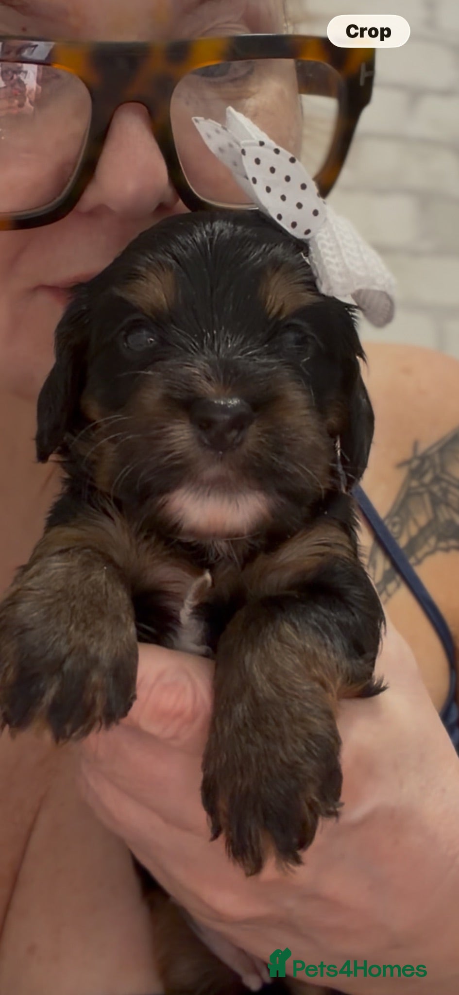 Cockapoo dogs F1B cockapoo puppies from my chocolate girl  - Advert 3