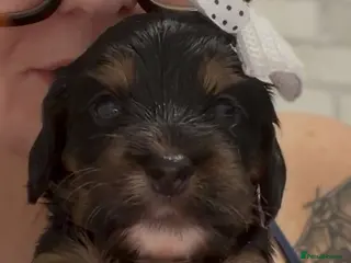 Cockapoo dogs F1B cockapoo puppies from my chocolate girl - Advert 3