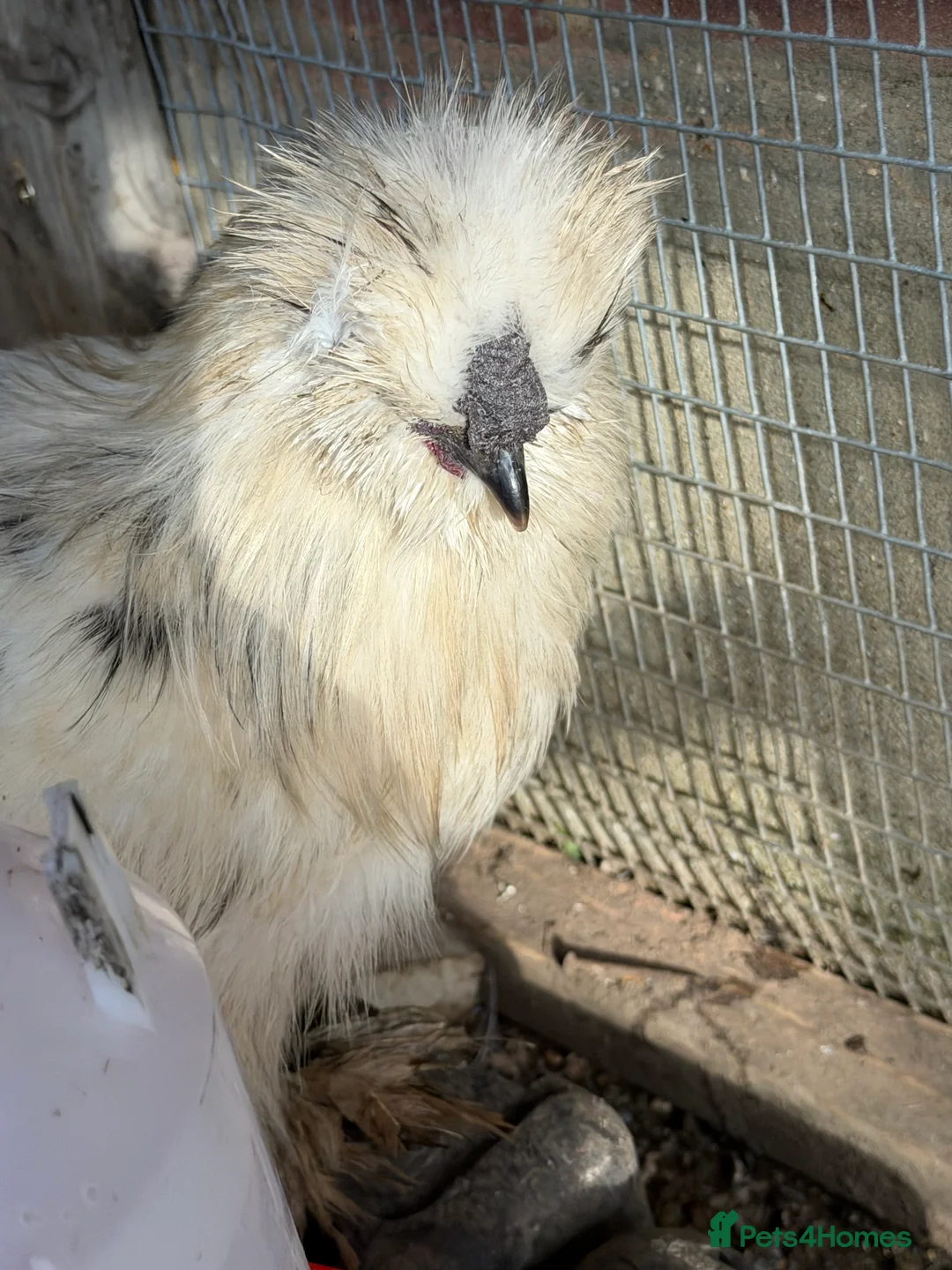 Chickens poultry for sale: I have few cockerels to sell pure breeds  - Advert 14