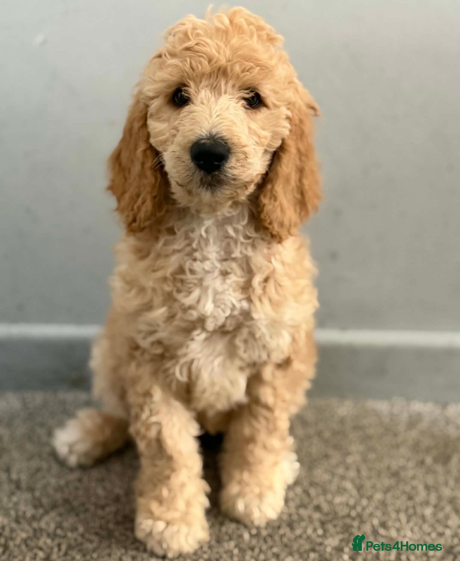 Standard Poodle dogs READY NOW! Standard poodle puppy's kc reg - Advert 6