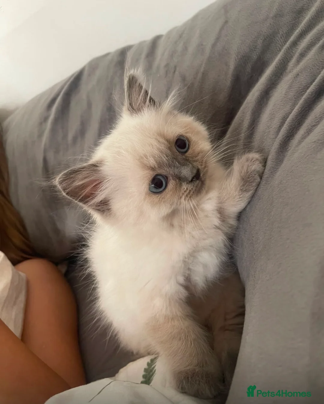 Ragdoll cats for sale: Kittens female, male in Grimsby - Advert 2