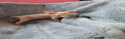 Sphynx cats for sale: Amazing DBE Sphynx kitten GCCF & TICA   - Advert 36