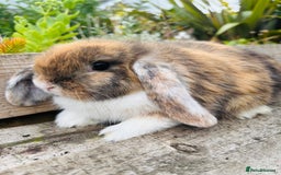 Mini Lop rabbits for sale: Adorable mini lop and lion lop babies - Image 7