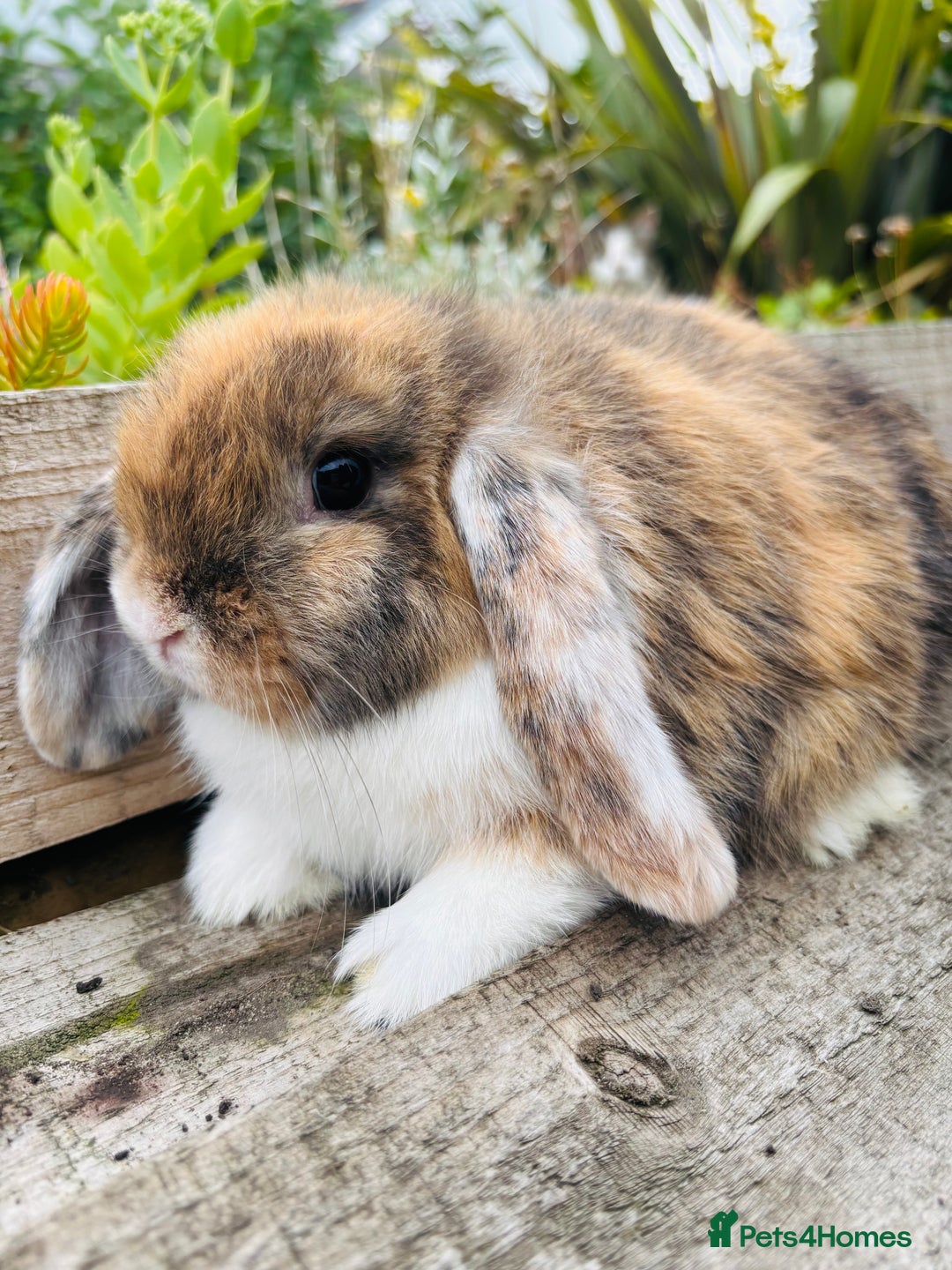 Mini Lop rabbits for sale: Adorable mini lop and lion lop babies - Image 7