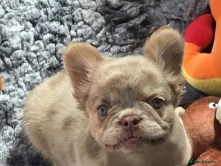 French Bulldog dogs 4 Stunning Full Fluffy French bulldog Pups - Advert 1