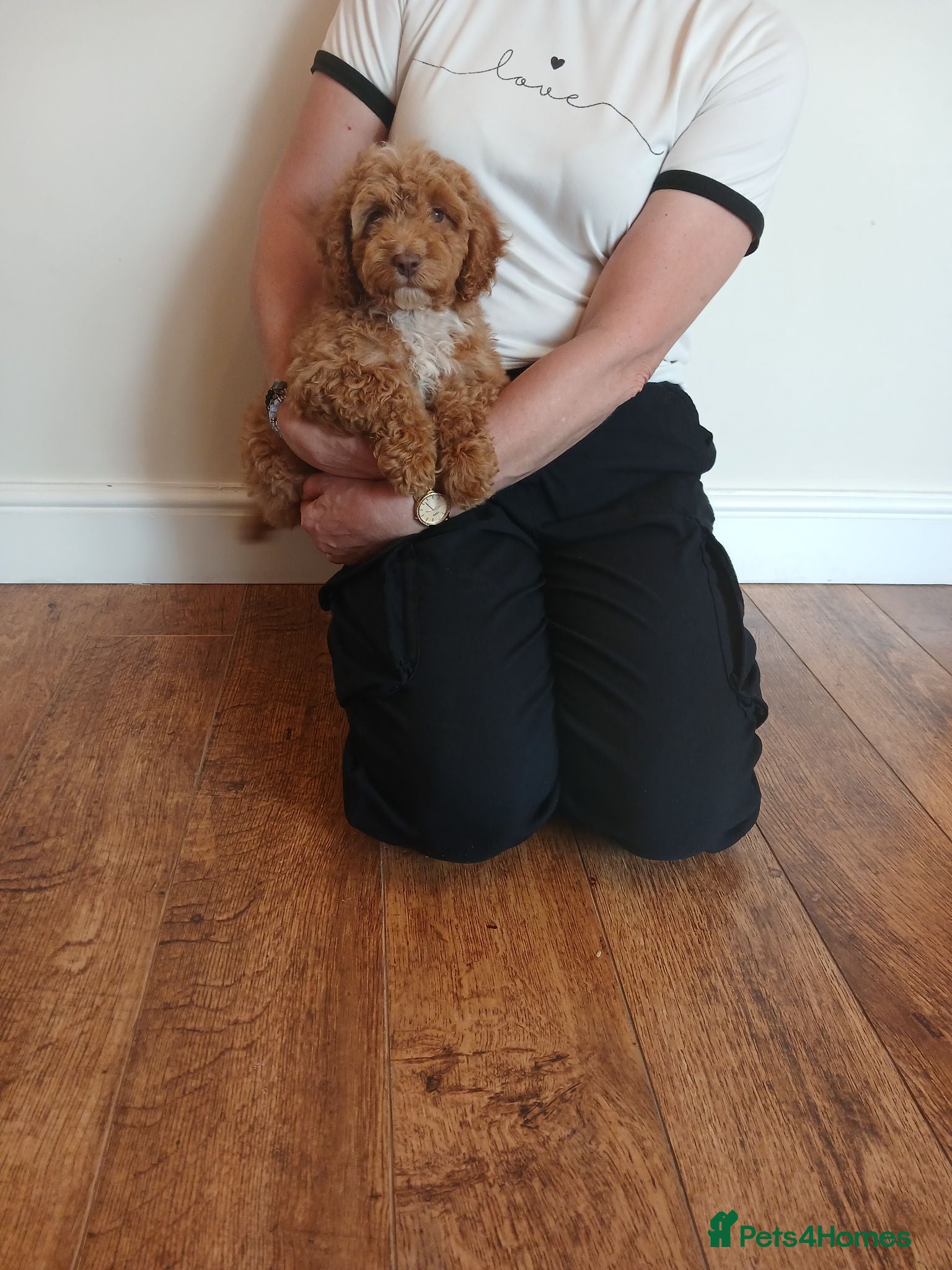 Cockapoo dogs Cockapoo puppies  - Advert 1