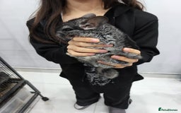 Chinchilla rodents for sale: 🐾Baby Female Chinchillas – Born 14th July 2025🐾 - Image 10