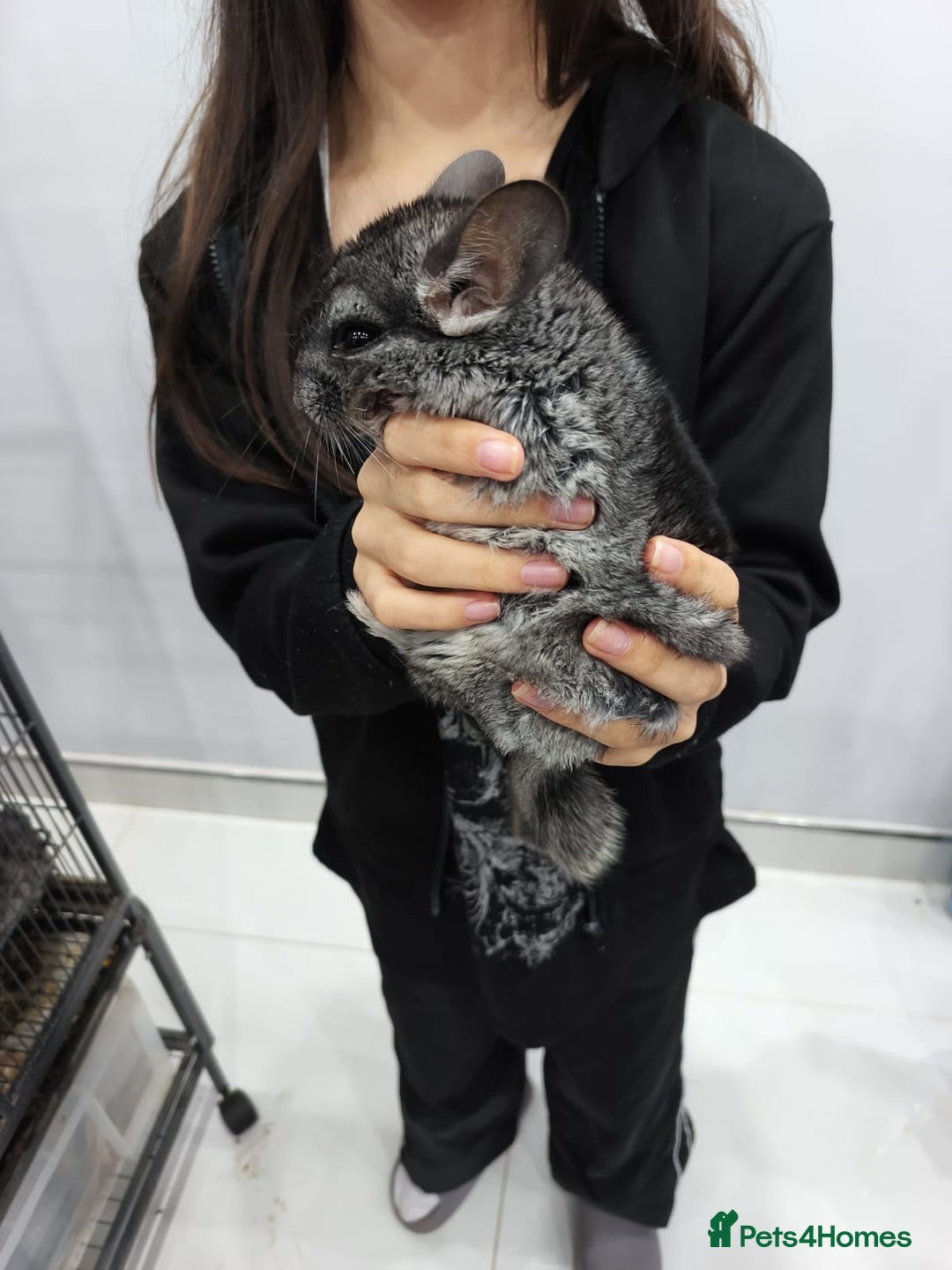 Chinchilla rodents for sale: 🐾Baby Female Chinchillas – Born 14th July 2025🐾 - Image 10
