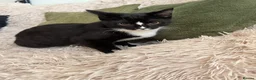 Domestic Shorthair cats for sale: Meet Our Three Handsome Boys - Advert 5