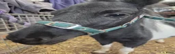 Shetland pony horses for sale: Piebald Minature shetland colt  - Advert 2