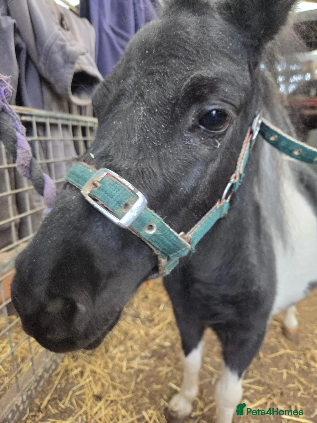 Shetland pony horses for sale: Piebald Minature shetland colt  - Advert 2