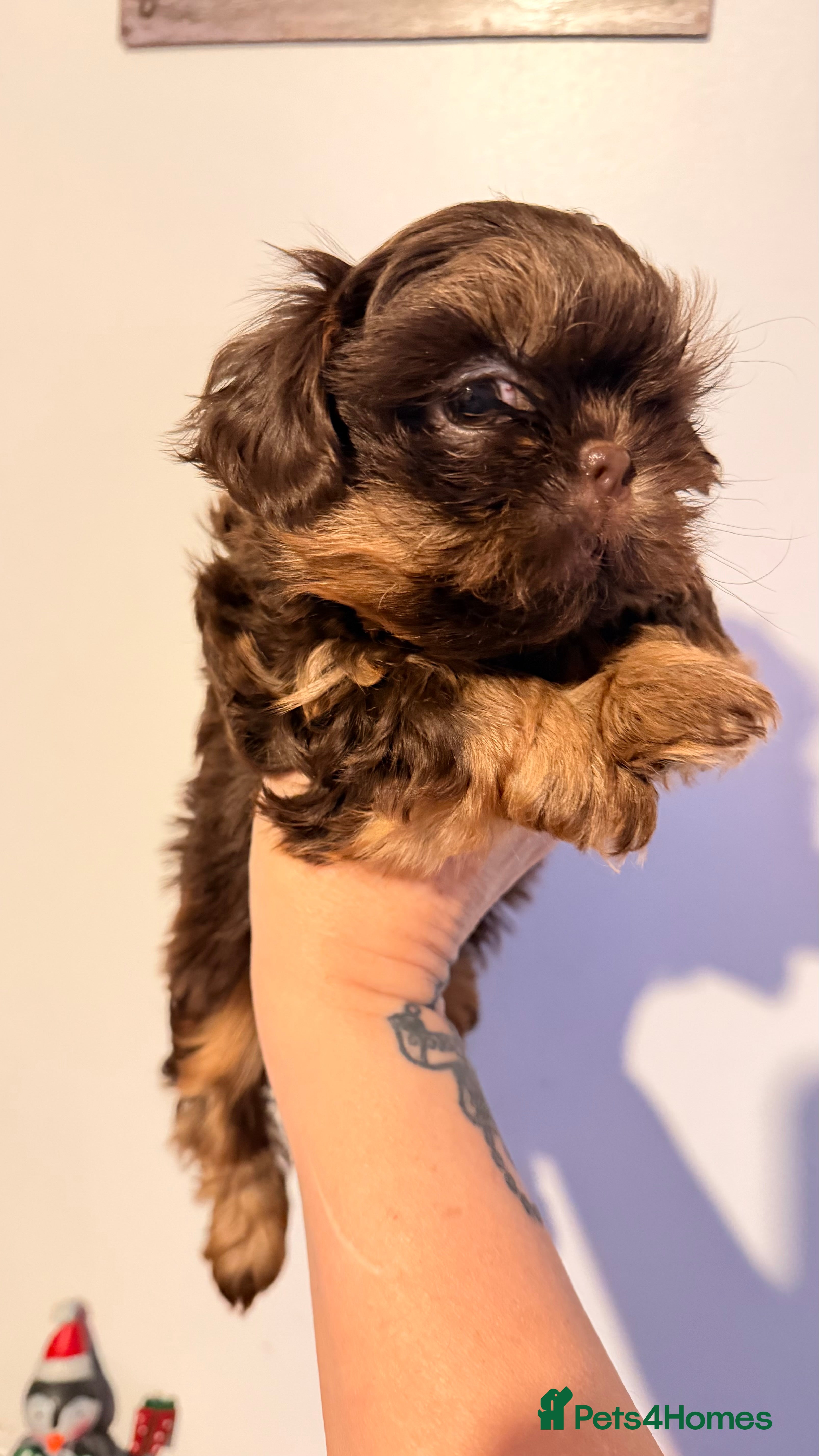 Shih Tzu dogs Beautiful litter of imperial Shihtzu for sale  - Advert 6