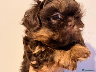 Shih Tzu dogs Beautiful litter of imperial Shihtzu for sale - Advert 1