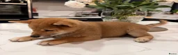 Japanese Shiba Inu dogs for sale: Exceptional Shiba Inu Puppies for Sale in London - Advert 6