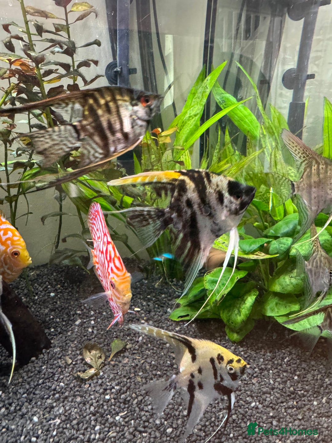 Angelfish fish for sale: 3 Medium Angel Fish - Image 3
