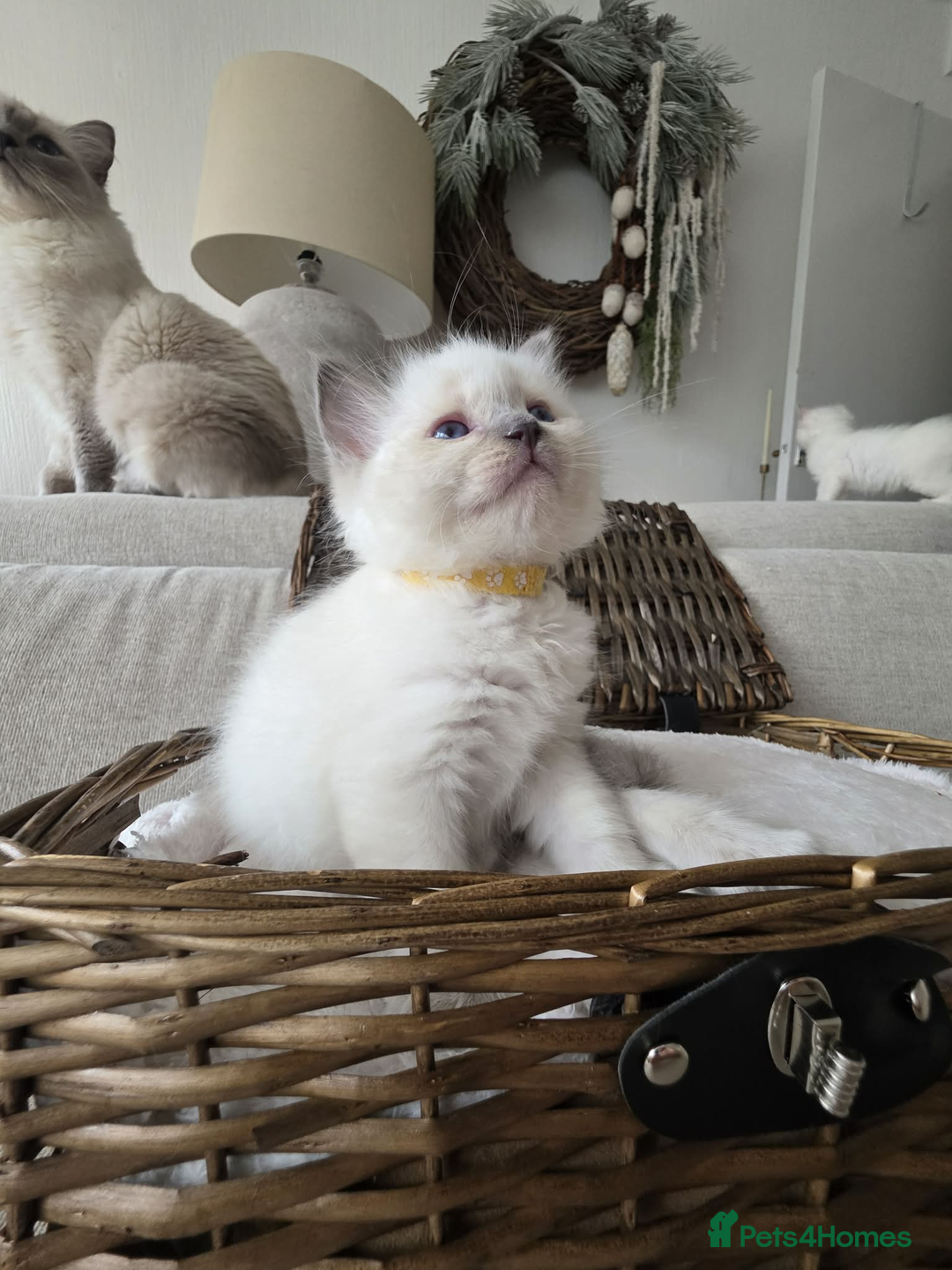 Ragdoll cats for sale: ✨RARE ALL LILAC LITTER GCCF&TICA Ragdoll Kittens✨ - Advert 16