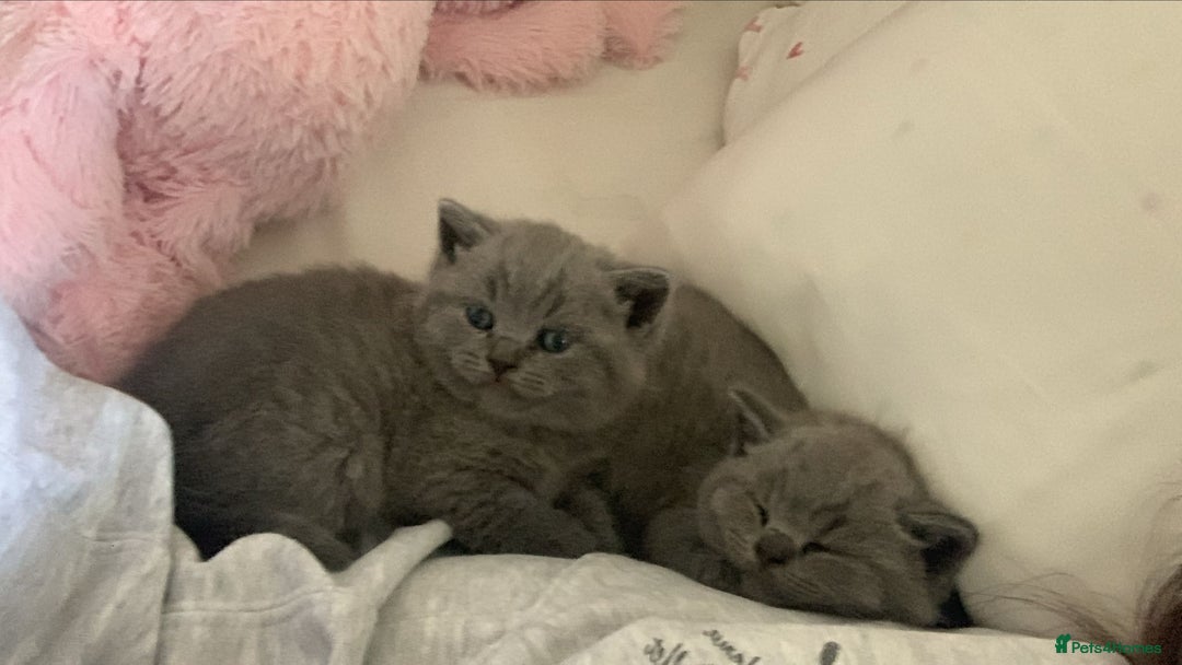 British Shorthair cats for sale: Stunning British Shorthair ready to reserve  - Image 28