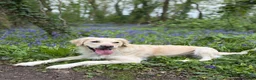Golden Retriever dogs for sale: Golden Retriever puppies  in Witney - Advert 1