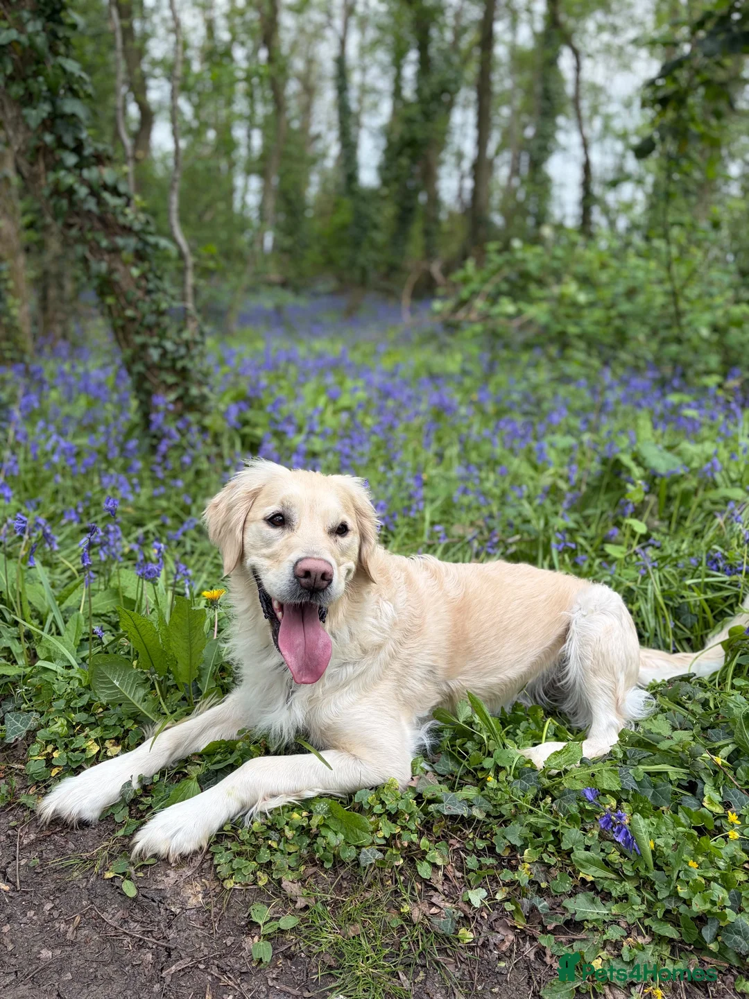 Golden Retriever dogs for sale: Golden Retriever puppies  in Witney - Advert 1