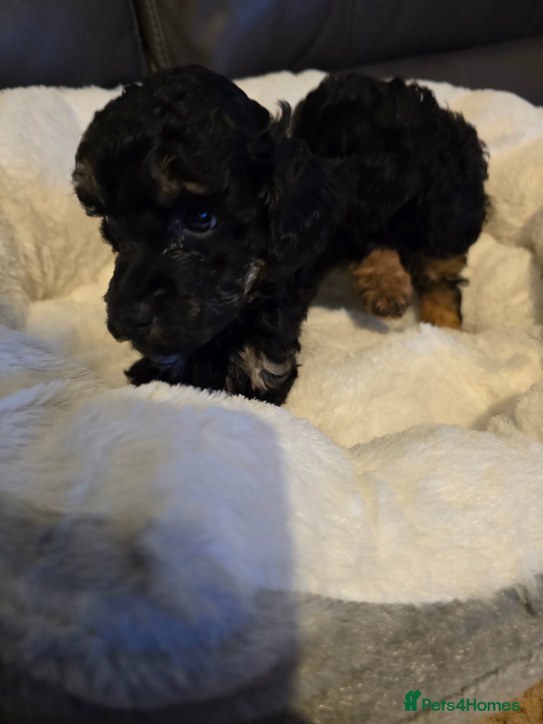 Miniature Poodle dogs for sale: 4 Amazing miniature poodles  - Advert 18