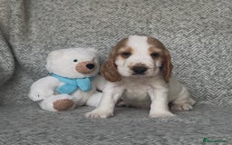 Cocker Spaniel dogs for sale: Ready Now! KC Show Type Cocker Spaniel Pups  - Image 33