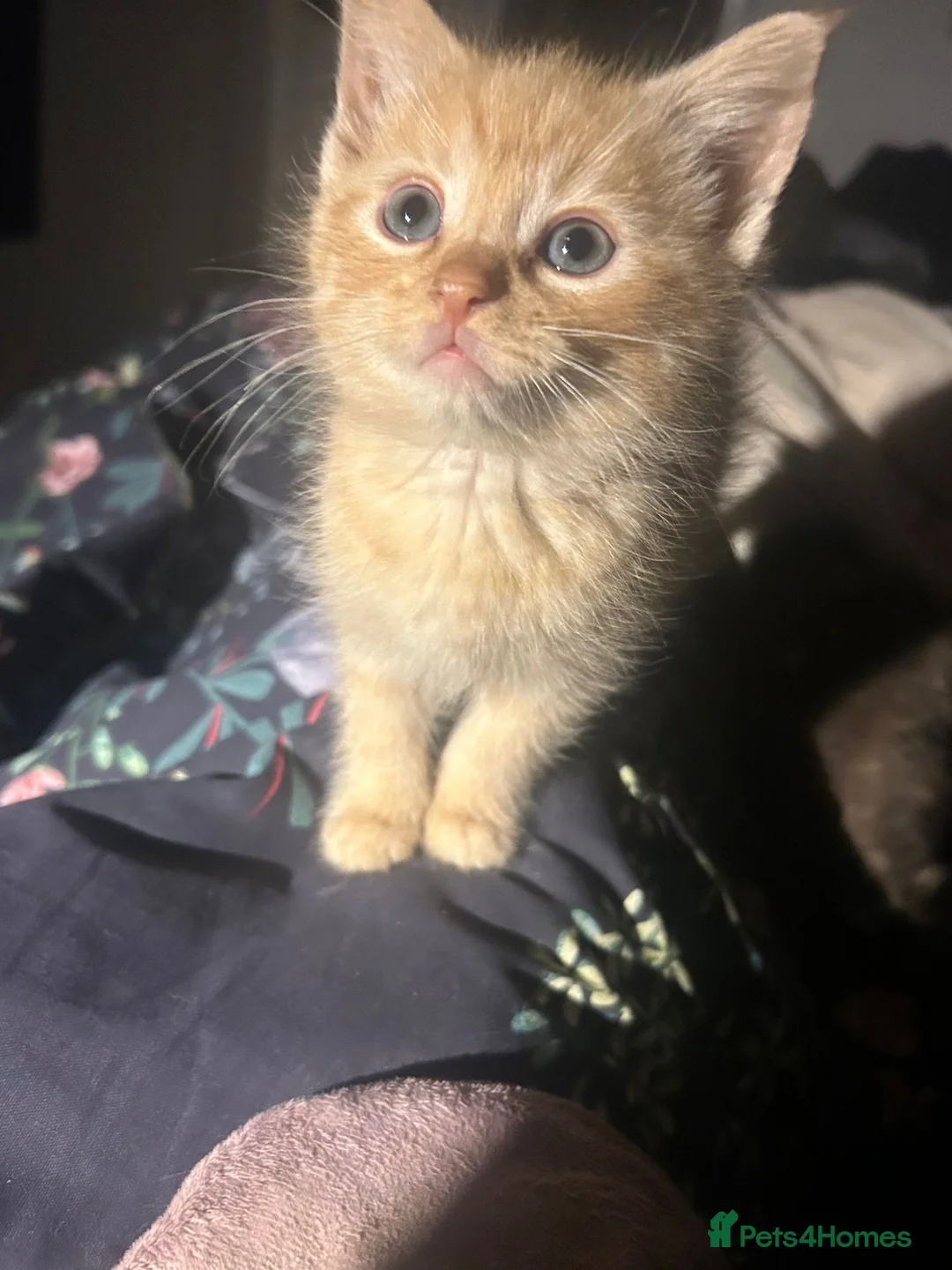 Mixed Breed cats for sale: Kittens for sale  - Advert 12