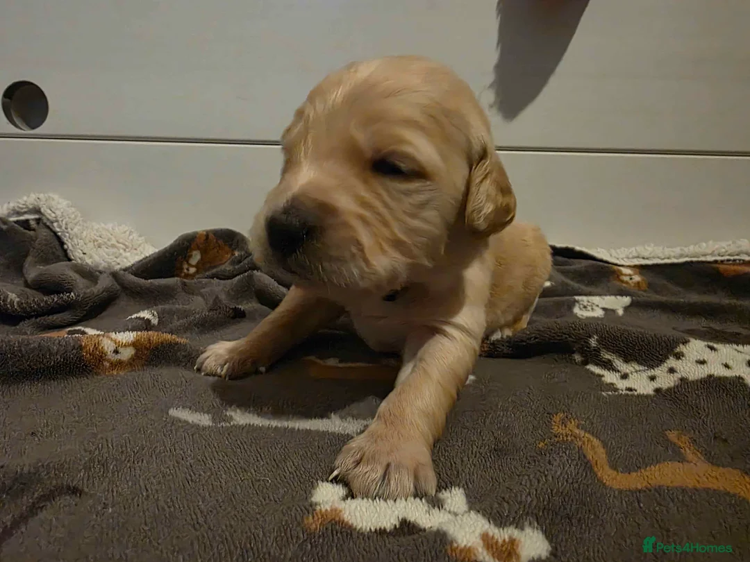 Golden Retriever dogs for sale: KC Golden Retriever puppies for sale - Advert 11