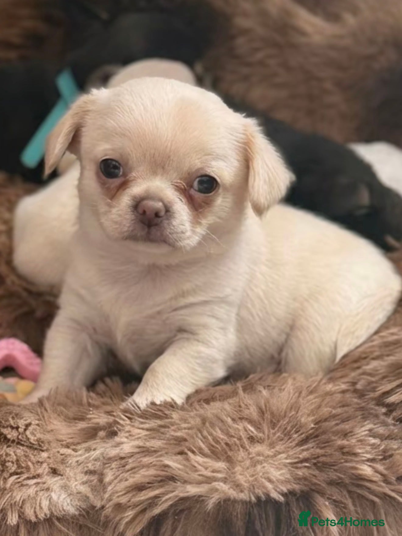 Chihuahua dogs Kc only 1 boy left Beautiful chihuahua - Advert 2