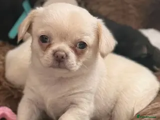 Chihuahua dogs Kc only 1 boy left Beautiful chihuahua - Advert 2
