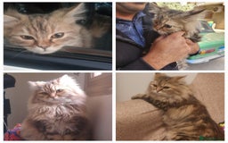 Mixed Breed cats for adoption: Sweetie Mina is looking for cuddles - Image 1
