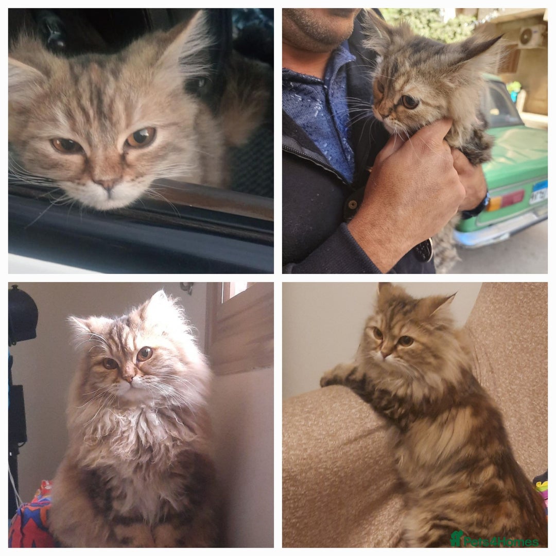 Mixed Breed cats for adoption: Sweetie Mina is looking for cuddles - Image 1