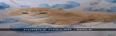 Maine Coon 1