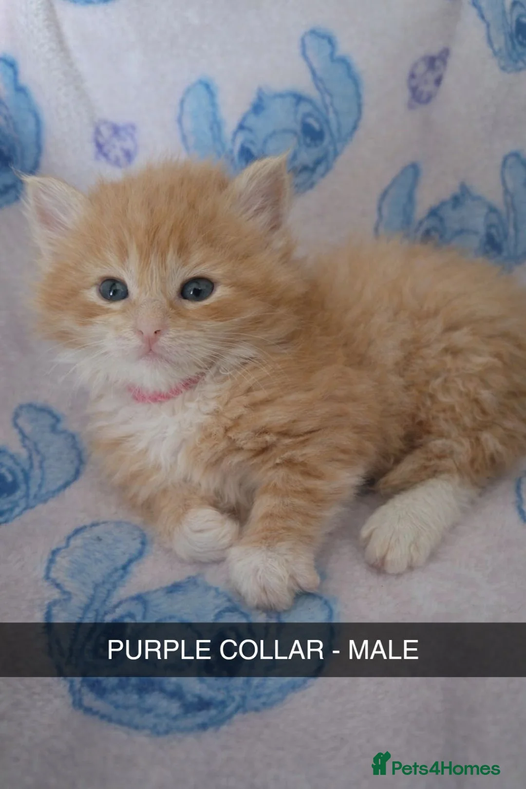 Maine Coon cats for sale: Main coon/ ragdoll - Advert 2