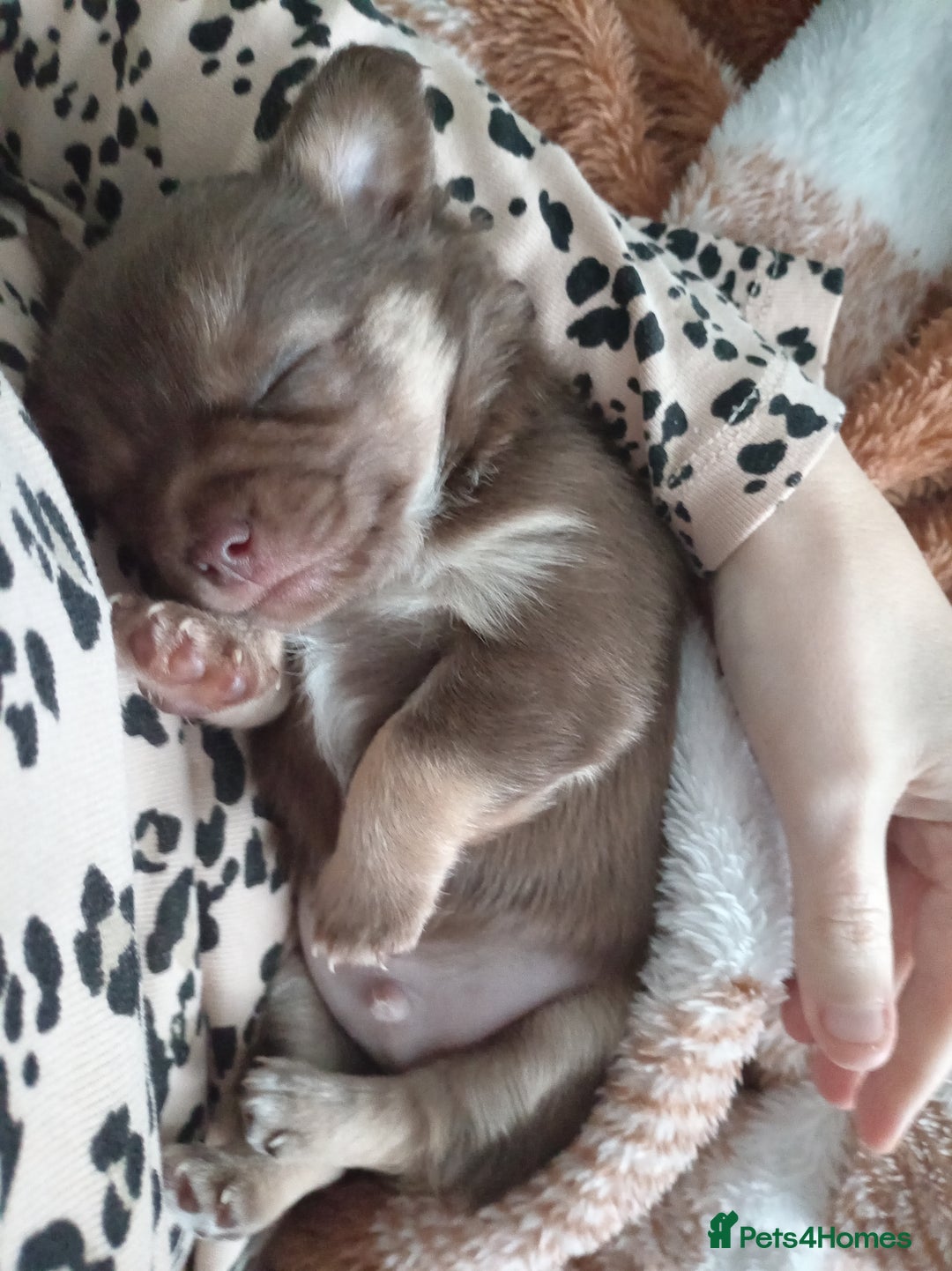 Chihuahua dogs for sale: 1 chocolate and tan boy  - Advert 7