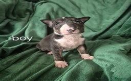 English Bull Terrier dogs for sale: Ready to leave now 7 English Bullterrier puppys - Image 12