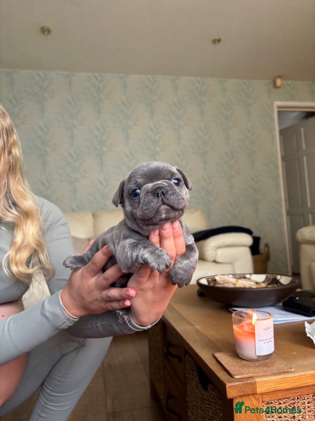 French Bulldog dogs for sale: Beautiful Frenchbulldog puppies 🇫🇷  - Image 8