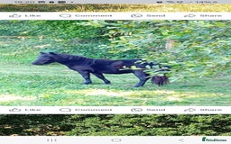 Shetland pony horses for sale: Storm - Image 6