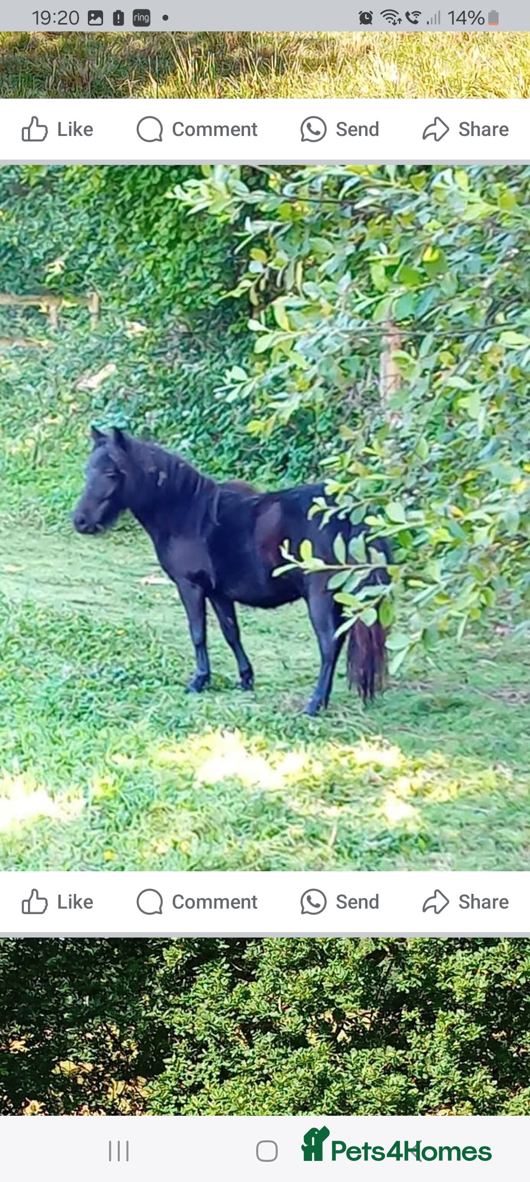 Shetland pony horses for sale: Storm - Image 6