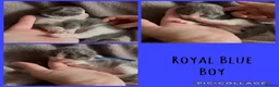 Ragdoll cats for sale: Ragdoll X Persian kittens in Perth - Advert 4