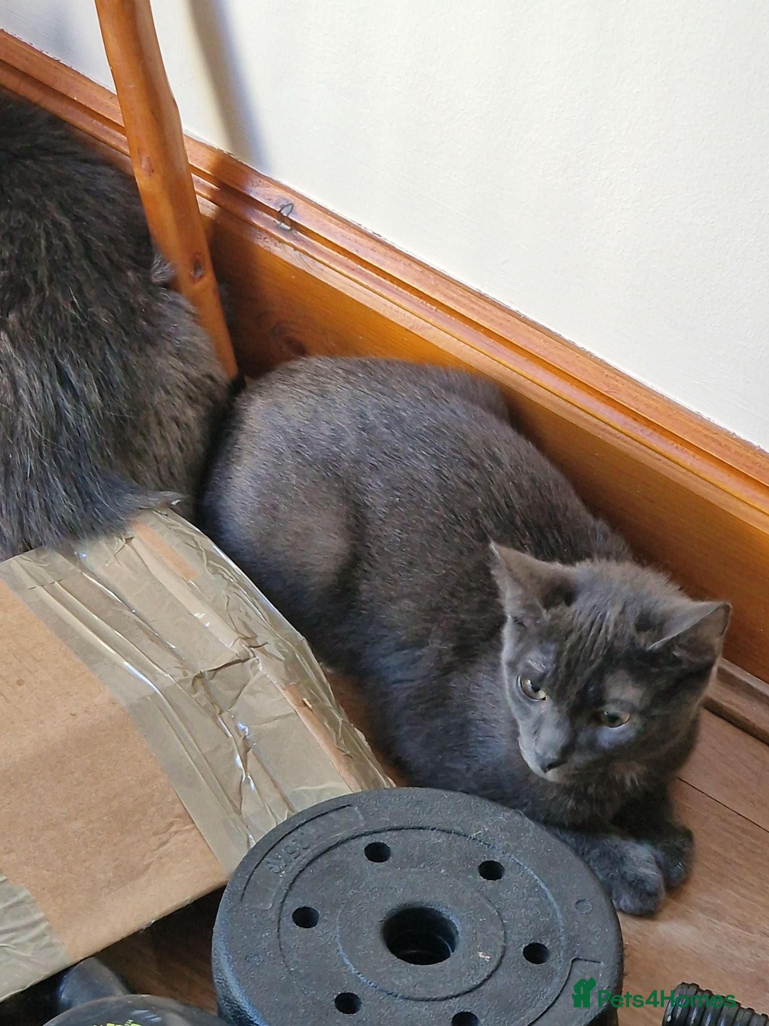 Mixed Breed cats cat for sale - Advert 1