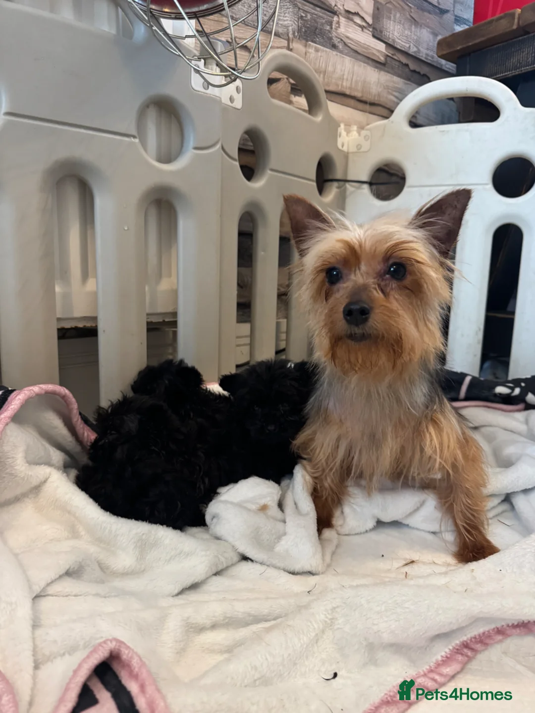 Mixed Breed dogs for sale: Yorkshire terrier x Biewer Terrier - Advert 11