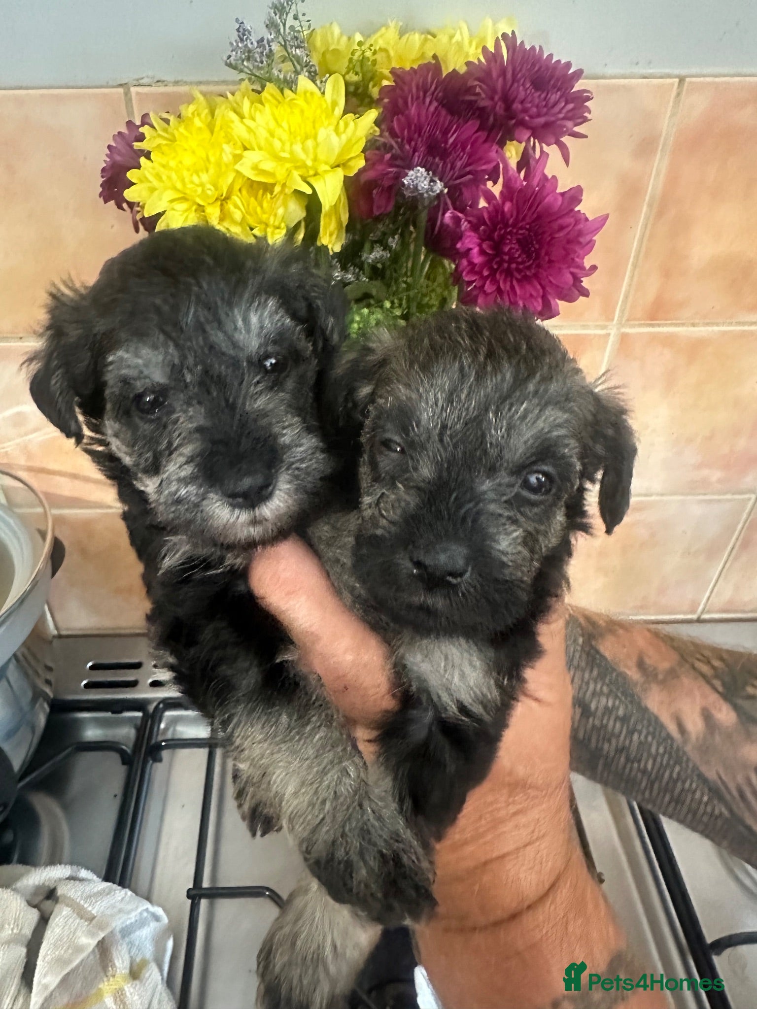 Schnoodle dogs Miniature Schnoodle puppies - Advert 1